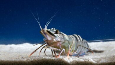 black tiger shrimp bangladesh