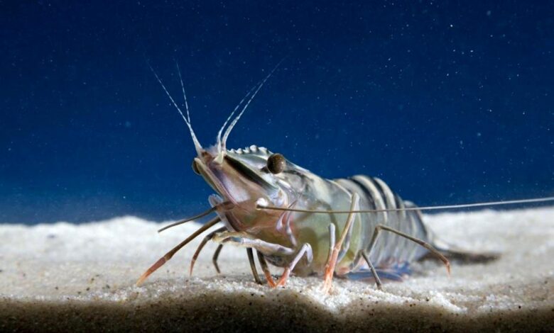 black tiger shrimp bangladesh