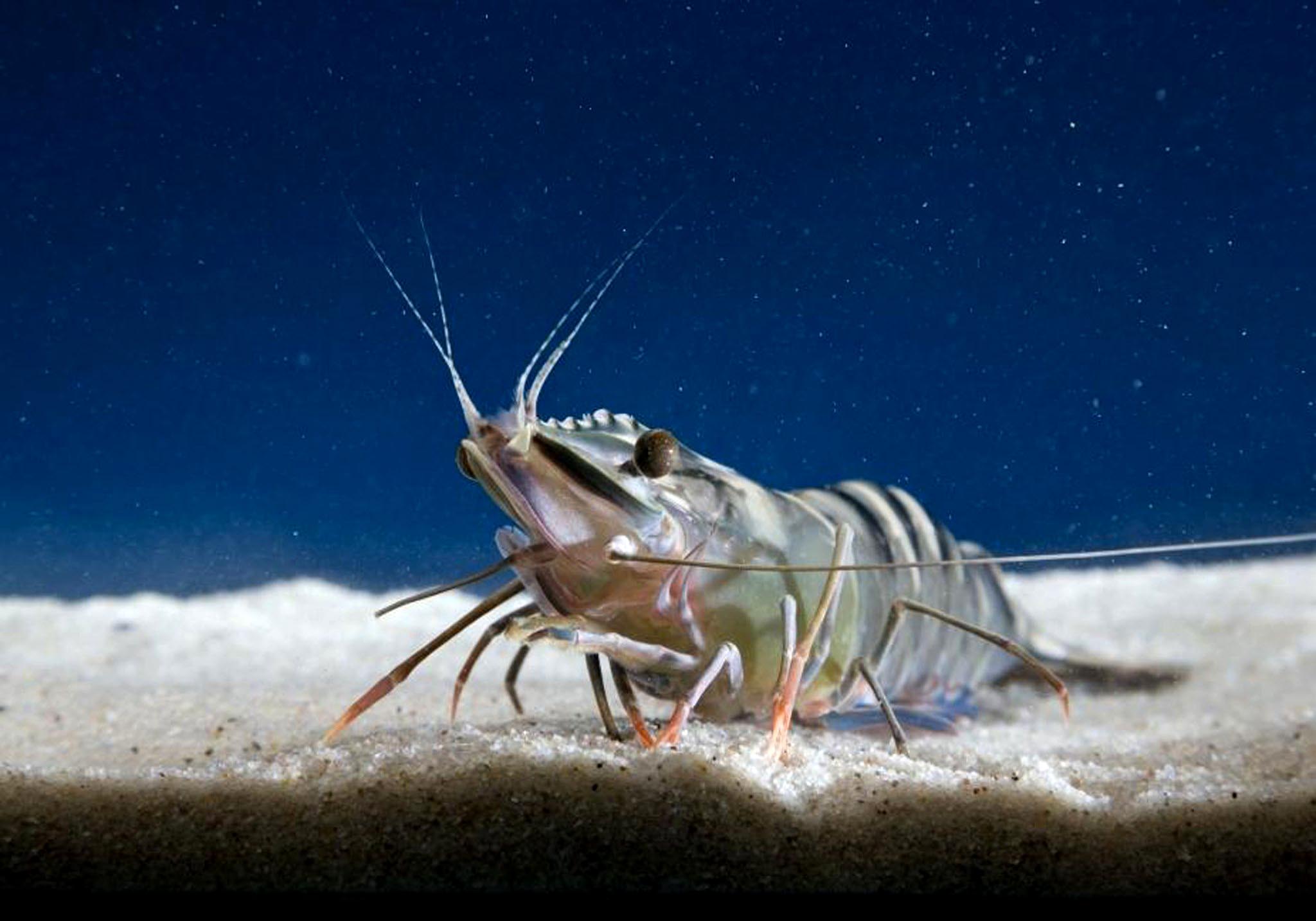 black tiger shrimp bangladesh