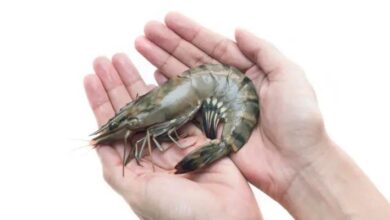 Shrimp of Bangladesh