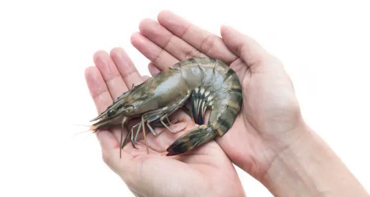 Shrimp of Bangladesh