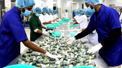 fresh water shrimp khulna