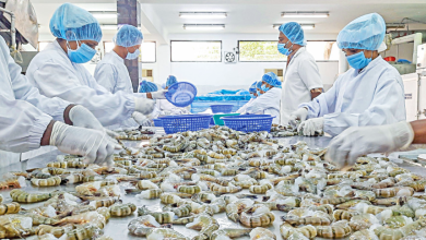 shrimp industry, workers in khulna bangladesh