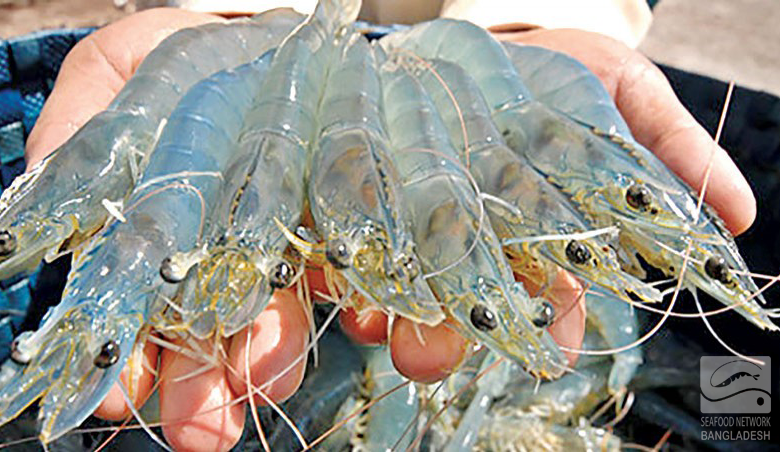 vannamei shrimp in khulna, Bangladesh