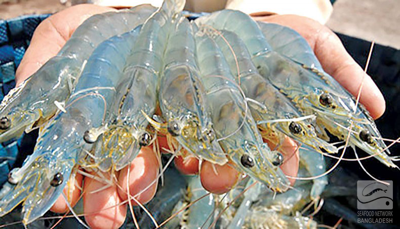 vannamei shrimp in khulna, Bangladesh