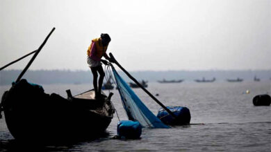 shrimp fishing sundarban