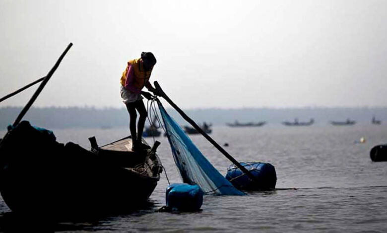 shrimp fishing sundarban