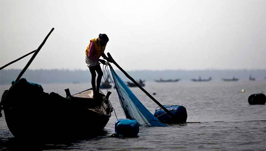 shrimp fishing sundarban