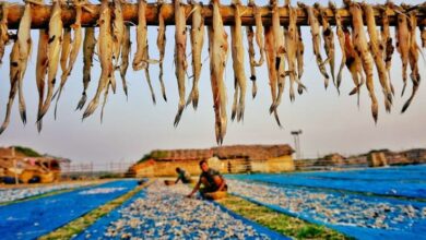 Dry fish village in Cox's bazar, chittagon, Bangladesh