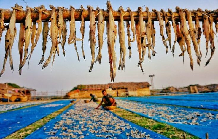 Dry fish village in Cox's bazar, chittagon, Bangladesh