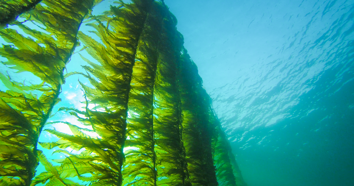 seaweed