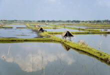 shrimp farm in khulna bangladesh