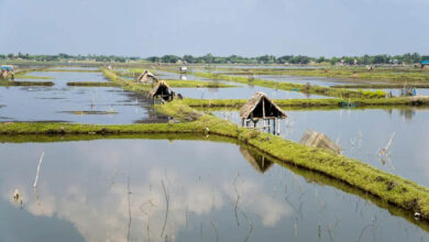 shrimp farm in khulna bangladesh