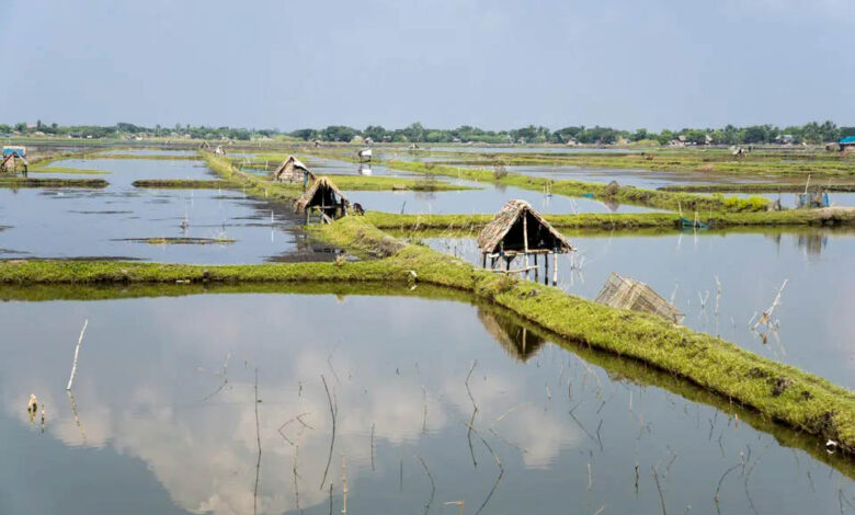 shrimp farm in khulna bangladesh
