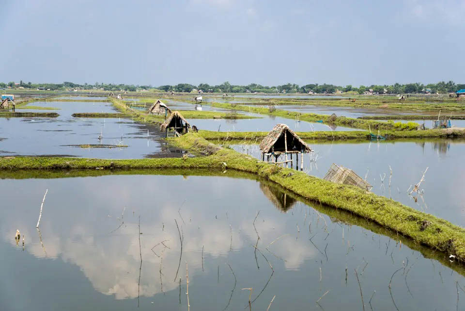 shrimp farm in khulna bangladesh