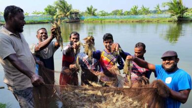 shrimp_farmers_of_safeti_project_in_bd