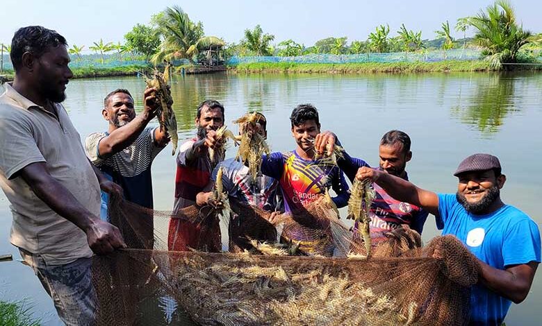 shrimp_farmers_of_safeti_project_in_bd