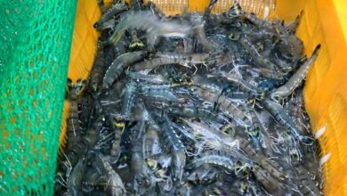 south-korean-black-tiger-shrimp_0