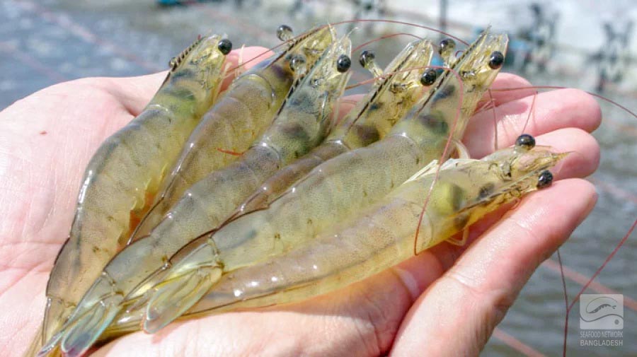 It's about time for Vannamei Shrimps farming in Bangladesh