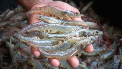 Vannamei Shrimp from Khulna, Bangladesh.