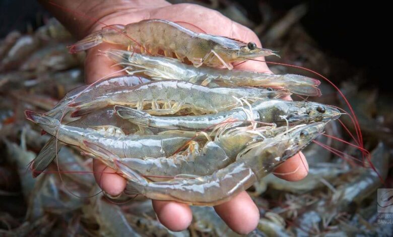 Vannamei Shrimp from Khulna, Bangladesh.