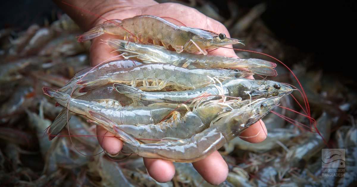 Vannamei Shrimp from Khulna, Bangladesh.