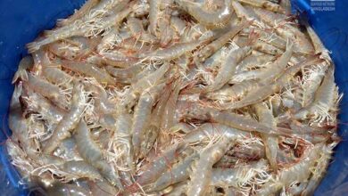 Vannamei Shrimp commercial farming in Bangladesh