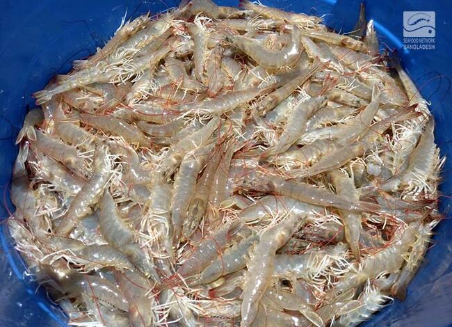 Vannamei Shrimp commercial farming in Bangladesh