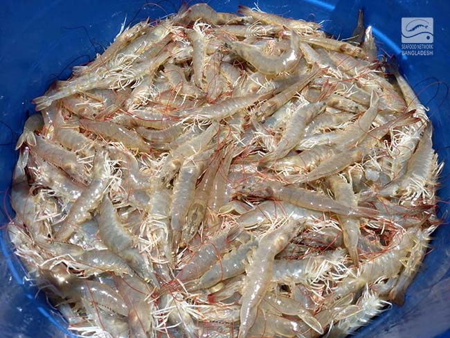 Vannamei Shrimp harvested from Paikgacha, Khulna 