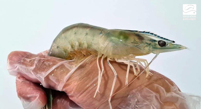 Vannamei Shrimp of Novaton aquaculture company