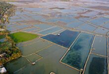 Shrimp farming in Bangladesh