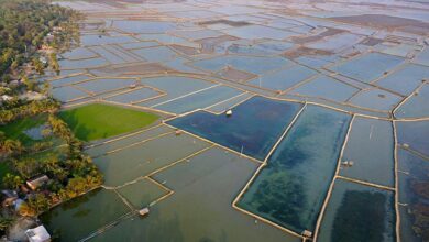 Shrimp farming in Bangladesh