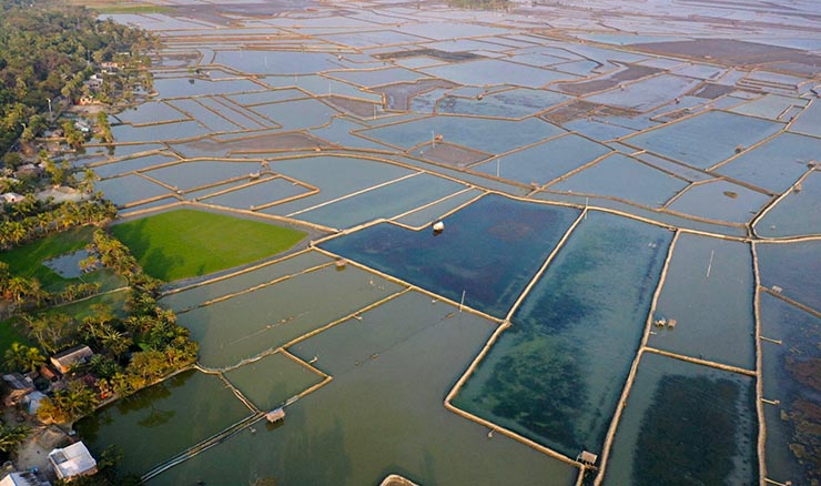 Shrimp farming in Bangladesh