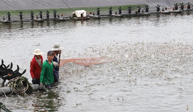 shrimp farm in vietnam