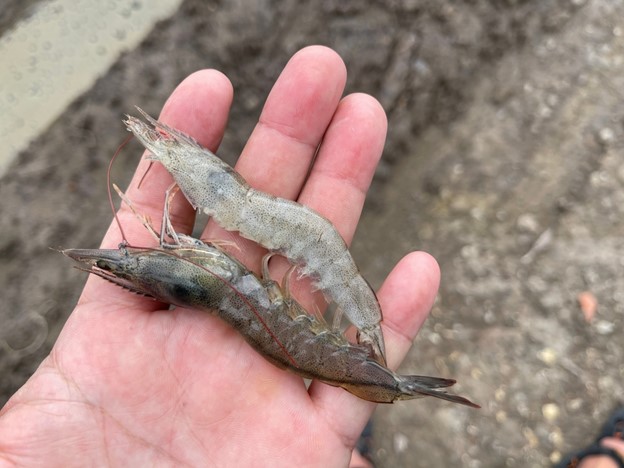 Parasite shrimp black gills