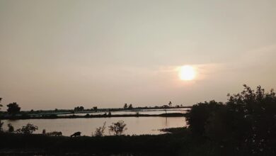 shrimp_farm_bagerhat_khulna