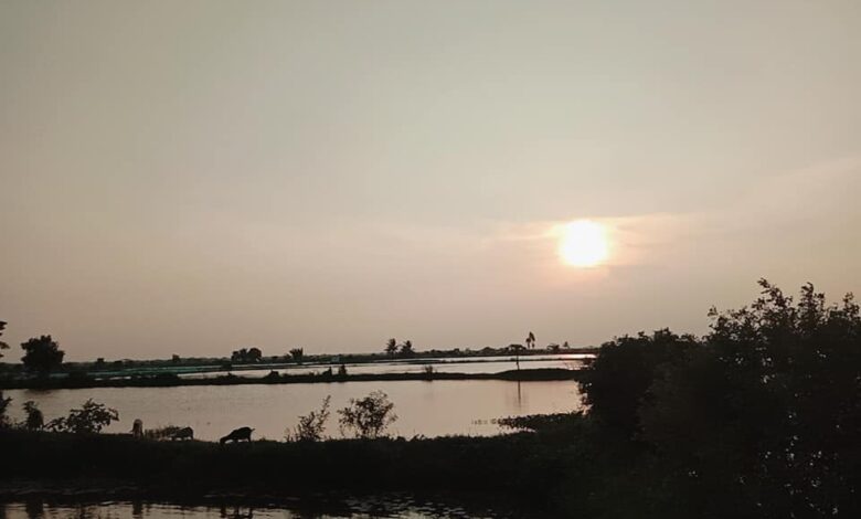 shrimp_farm_bagerhat_khulna