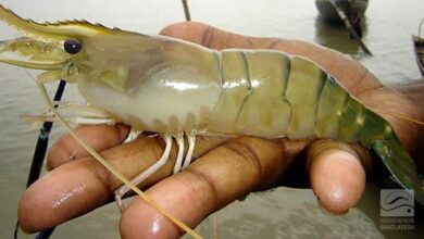 freshwater shrimp galda prawn