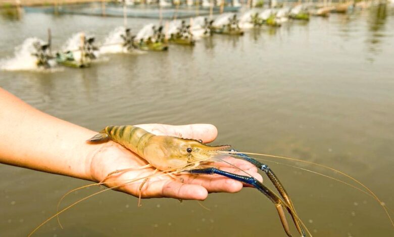 A shrimp Farm in Pakistan, Punjab