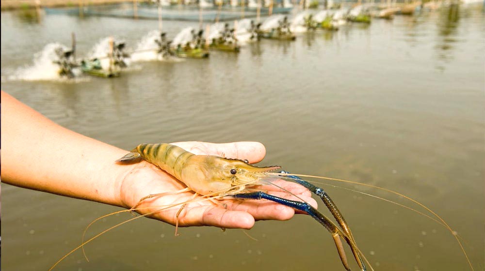 A shrimp Farm in Pakistan, Punjab