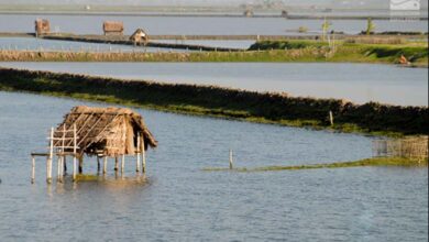 Black tiger Shrimp farm in Khulna, Bangladesh. shrimp diseases