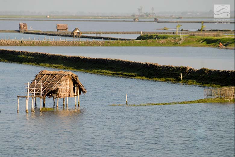 Black tiger Shrimp farm in Khulna, Bangladesh. shrimp diseases