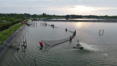 Indonesia small shrimp farmer