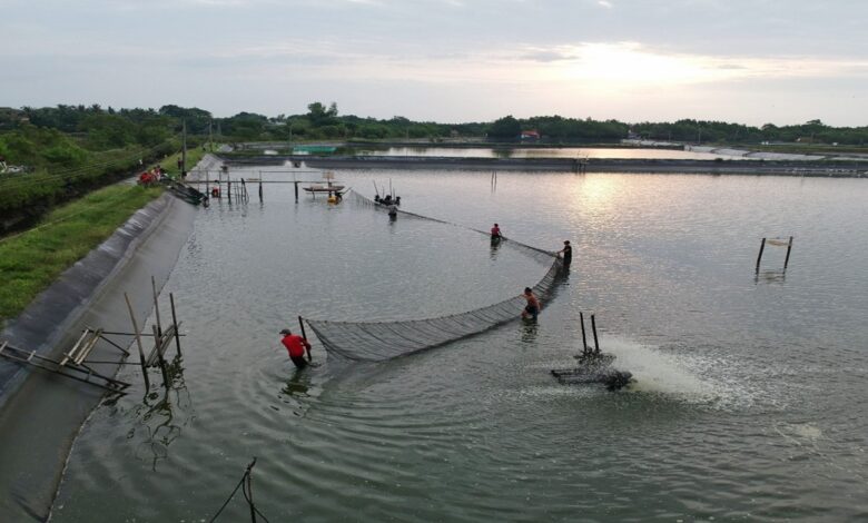 Indonesia small shrimp farmer