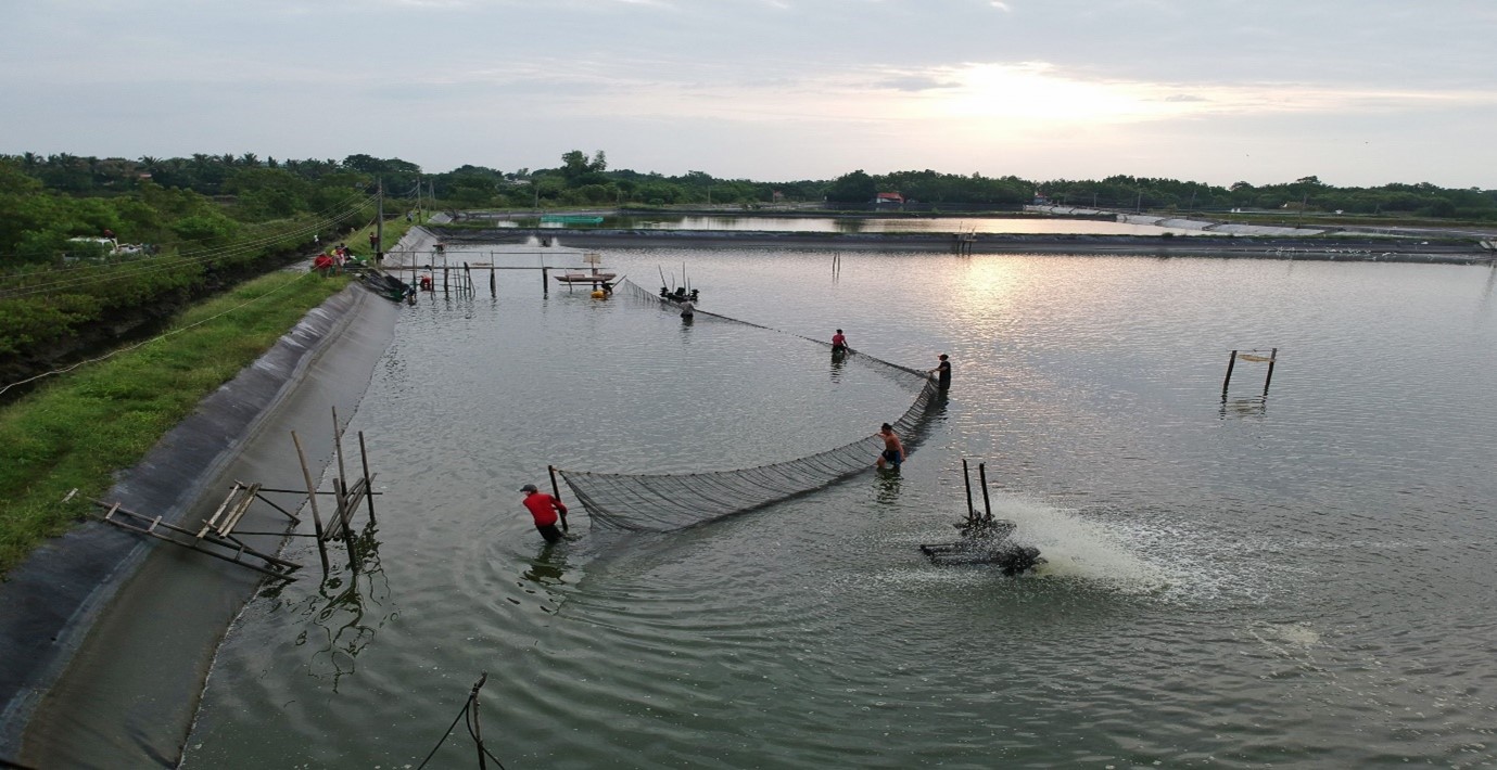 Indonesia small shrimp farmer