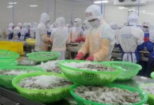 Vietnam shrimp processing plant
