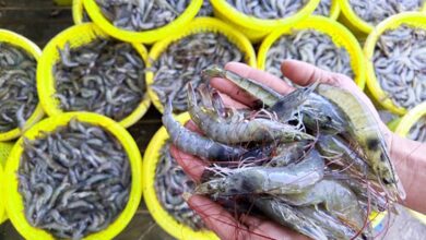 The shrimp price of 30 count from Andhra Prades declined to its lowest in the history