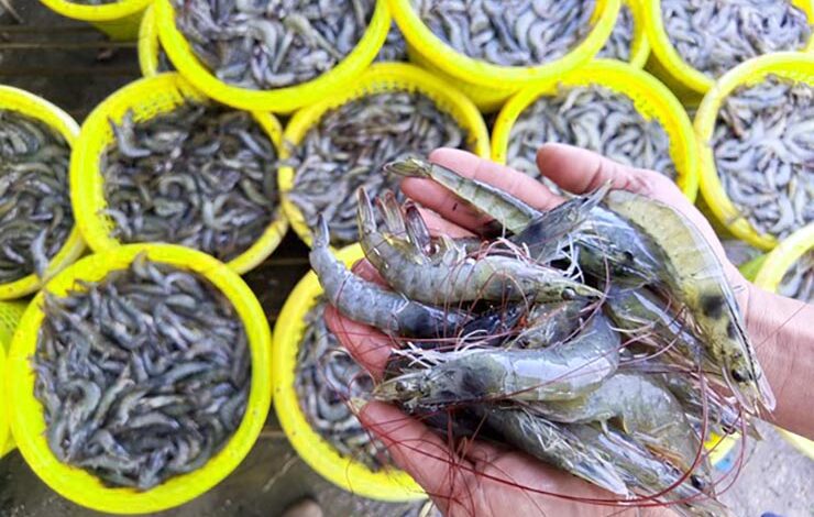 The shrimp price of 30 count from Andhra Prades declined to its lowest in the history