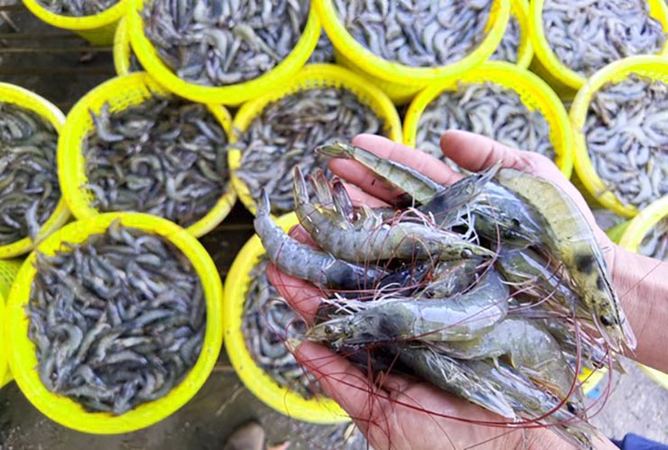 The shrimp price of 30 count from Andhra Prades declined to its lowest in the history