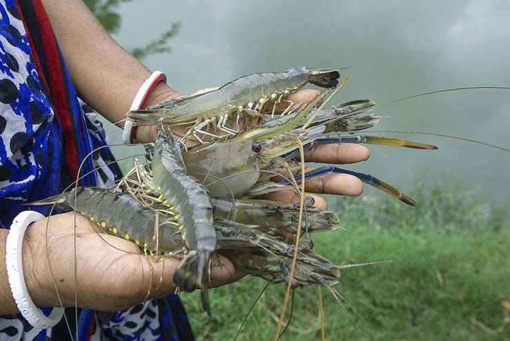 Black Tiger Shrimp Bangladesh